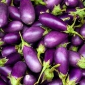 purple eggplant